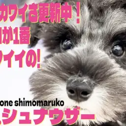 【 シュナウザー 】容姿も仕草も性格も可愛い！スキンシップが大好きなパートナー犬