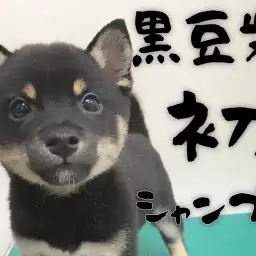 【 豆柴 】初シャンプーに挑戦！ふかふかの被毛は最高の触り心地！