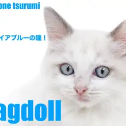 【 ラグドール 】上品で愛らしいブルーポイントバイカラーの男の子！