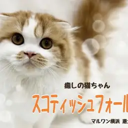 【 スコティッシュフォールド 】多頭飼いにもオススメ！まん丸癒しの猫ちゃん
