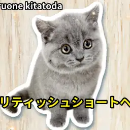 【 ブリティッシュショートヘア 】穏やかな性格で丸顔のお姫様が埼玉県に登場!