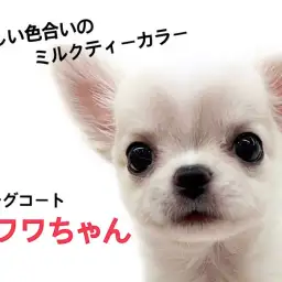 【 ロングコートチワワ 】世界で最も小さい純血種、チワワちゃんが降臨！！