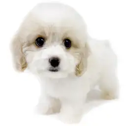 MIX（キャバリアキングチャールズスパニエル×ビションフリーゼ）