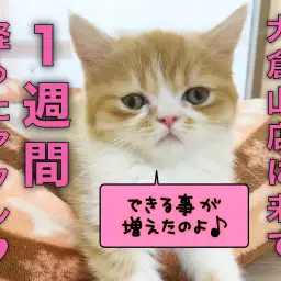 【 フォールデックス 】仲間入りして1週間！リラックスして過ごすフォールちゃん！