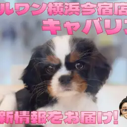 【 キャバリア 】入店から約3週間!どんどん美人に成長中の白黒模様の女の子!