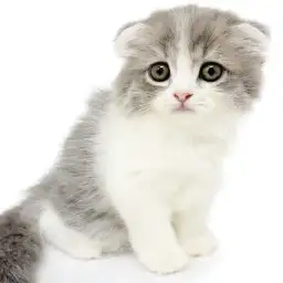 スコティッシュフォールド