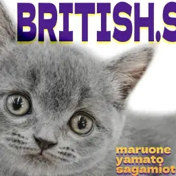 【 ブリティッシュショートヘア 】癒しと賢さを持ち合わせた理想のパートナー!