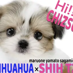 【 MIX 】チワワとシーズーの魅力満載!お顔もサイズ感も愛らしいチワズー!