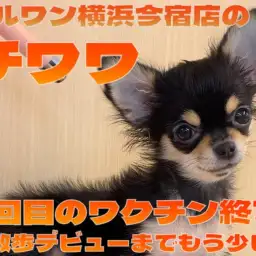 【 チワワ 】3回目ワクチン終了！今日も元気な黒チワワちゃま最新情報をお届け！