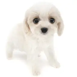 MIX（キャバリアキングチャールズスパニエル×ビションフリーゼ）