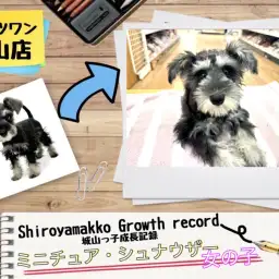 【ミニチュア・シュナウザー】 城山っ子成長報告！2025年9月2日