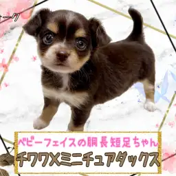 【 MIX 】待望の大人気MIXチワックスちゃんが仲間入り！