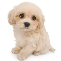 MIX（マルチーズ×トイプードル）