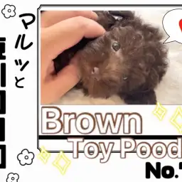 【 マルっと東川口日和No.74 】激かわスマイル炸裂!希少なトイプードルちゃん