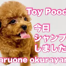 【 トイプードル 】賢きプリンス！お手入れとお留守番トレーニングが出来ちゃった！