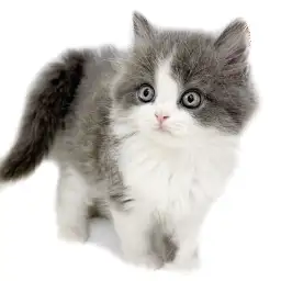 ブリティッシュロングヘア