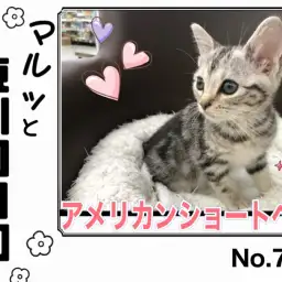 【 マルっと東川口日和No.79 】躍動感溢れる姿に注目のアメショちゃん