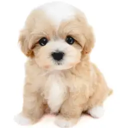 MIX（トイプードル×マルチーズ）