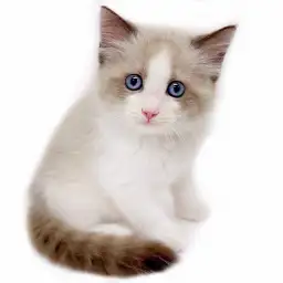 ネヴァマスカレード