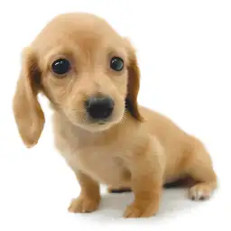 ミニチュア・ダックスフント