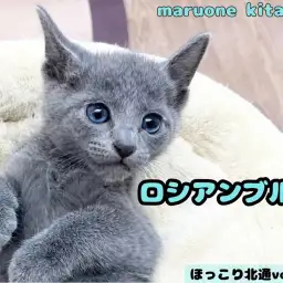 【 ほっこり北通vol.219 】仰向け抱っこが大好き！眉目秀麗なロシアンブルー
