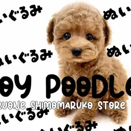 【 トイプードル 】毛量と可愛さが自慢！ぬいぐるみのようなアプリコットの男の子！