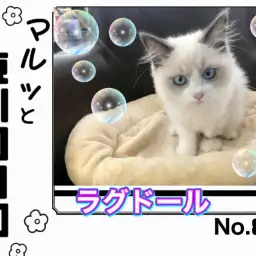 【 マルっと東川口日和No.83 】超美猫ラグちゃん！華麗な猫じゃらしの舞