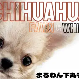 【 チワワ 】小さめで飼いやすい！穏やかで甘えん坊な男の子の魅力をたっぷり紹介！