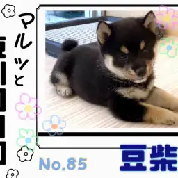 【 マルっと東川口日和No.85 】どんな時でもマイペースな黒豆柴くん!