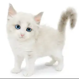 ネヴァマスカレード