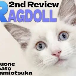 【 ラグドール 】サファイアブルーの瞳に磨きがかかった甘えん坊ボーイの成長記録
