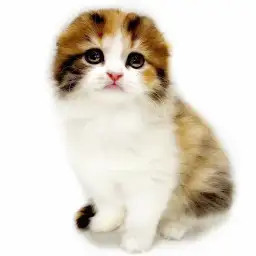 スコティッシュフォールド