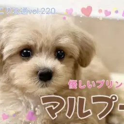 【 ほっこり北通vol.220 】ずっと一緒にいたくなる！癒しのマルプーちゃん！
