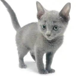 ロシアンブルー