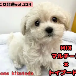 【 ほっこり北通vol.224 】クリームカラーのお姫様が埼玉県に登場！