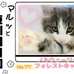 【 マルっと東川口日和No.77 】あなたに寄り添う大きな相方ノルウェージャン