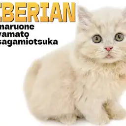 【 サイベリアン 】美と可愛さと人懐っこさの三拍子が揃った癒し系キャットが登場