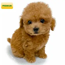 トイ・プードル