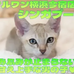 【 シンガプーラ 】抱っこも好きな甘えん坊にゃんこ加速中！ふみふみ動画を大公開！