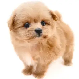 MIX（ポメラニアン×トイプードル）