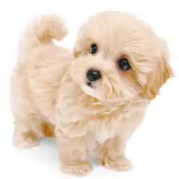 MIX（マルチーズ×トイプードル）