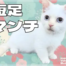 【 マンチカン 】愛らしさ満点！短足マンチカンが横浜元町店に登場！