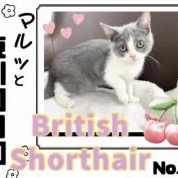 【 マルっと東川口日和No.78 】新しい事に挑戦した元気印ブリちゃん!