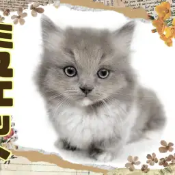 【 ミヌエット 】トップクラスの超短足！小さめサイズのぬいぐるみにゃんこ！