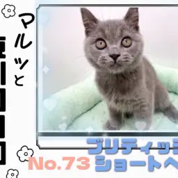 【 マルッと東川口日和No.73 】まんまる愛されフェイスの賢い男の子ブリくん