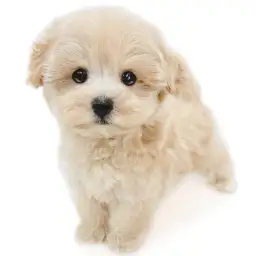 MIX（マルチーズ×トイプードル）