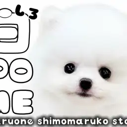 【 ポメラニアン 】白ポメの様なクリームの幼さ溢れるたぬき顔の女の子が大田区に！