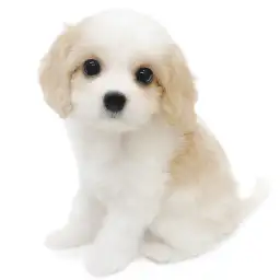 MIX（キャバリアキングチャールズスパニエル×ビションフリーゼ）