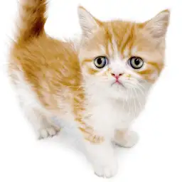 フォールデックス