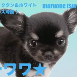 【 チワワ 】艷やかなブラックタン&ホワイトカラーの男の子!!